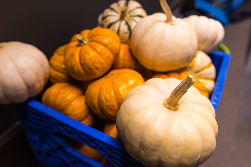 Small orange and white pumpkins in a blue crate. 